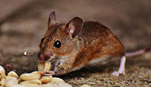 24 Hour & Emergency Exterminators in Tupelo, OK